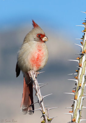 Male Pyrrhuloxia
