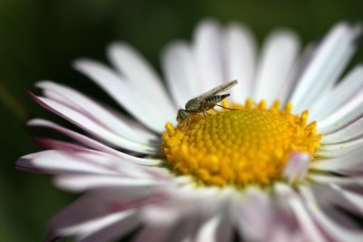 Moucheron d1mm de long sur une paquerette - tiny gnat, 1 millimeter length on a daisy