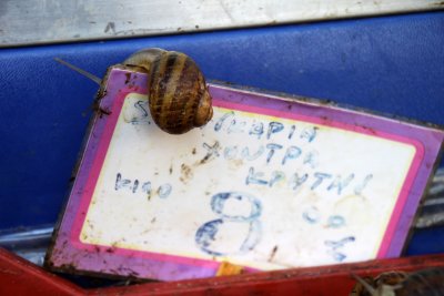 Pas cher, mes escargots vivants - Not very expensive, my living snails!