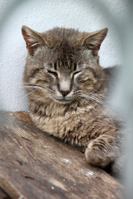 Anafiotika et ses chats