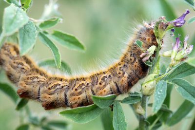 Chenilles - Caterpillars