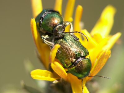Cétoines dorés mating