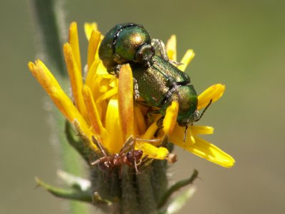 Cétoines dorés mating