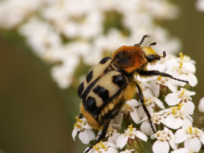 Cetoine trichius zonatus - Bee beetle