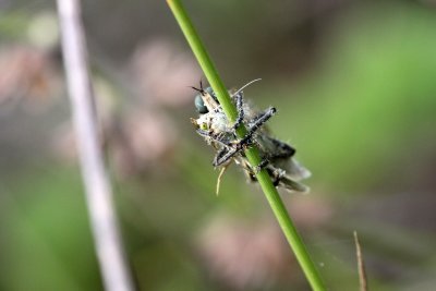 Mouche ayant capture une teigne - Fly with its prey