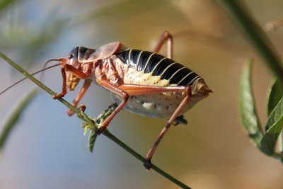 Ephippigère des vignes mâle (Ephippiger diurnus)