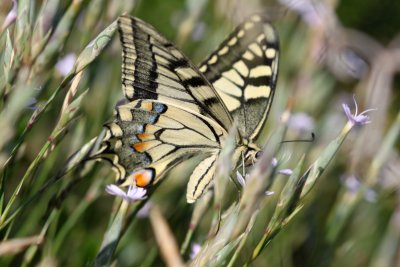 Machaon dans le vent