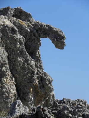 Cap Creus : Un vautour nous épie - A vulture spys on us