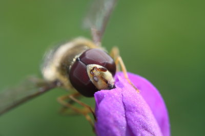 Portrait of a bee