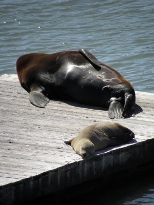 Elephant sea with its baby