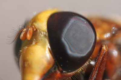 Details of an eye  of volucelle zone