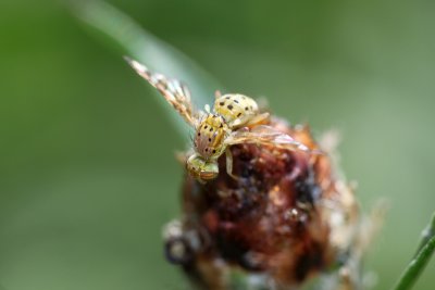 Tiny gnat 2mm long on a flower bud