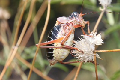 Ephippigère des vignes mâle (Ephippiger diurnus)