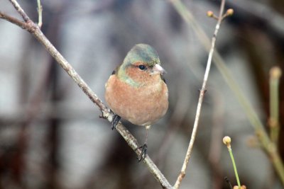 Pinson des arbres - Chaffinch