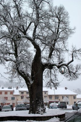 The old lime-tree dated from the 16th century