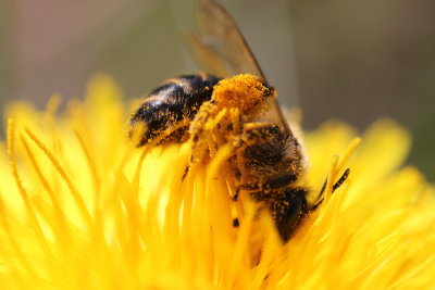 abeille toute charge de pollen