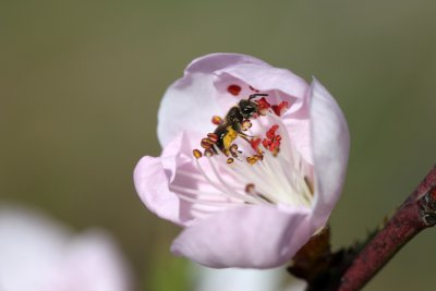 full of pollen
