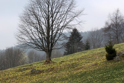 Champ de jonquilles  - During springtime , forests and meadows are covered of golden daffodils all around Gerardmer