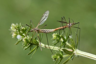 Accouplement de tipules -  Crane fly mating