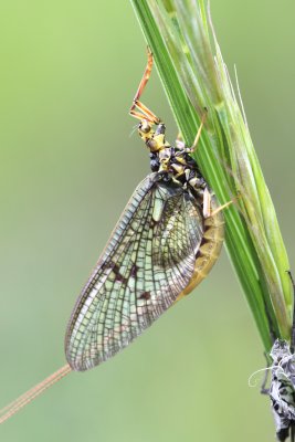 Un dernier soubresaut et la voila delivree de son carcan - With a last  movement, it is delivered from its moulting