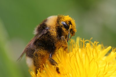 Bourdon terrestre recouvert de pollen - Bumblebee covered of pollen