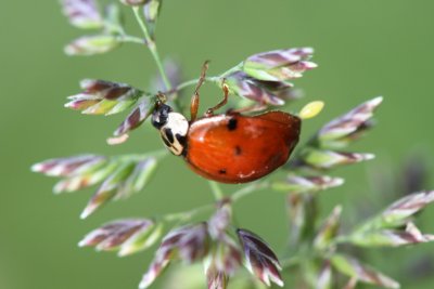 Cette coccinelle est en train de pondre - This lady bug is laying its eggs