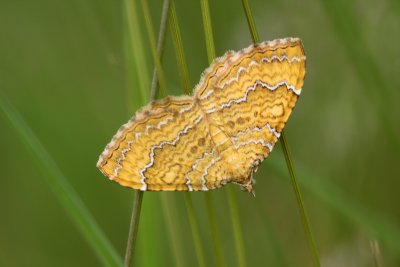 Brocatelle d'or (Camptogramma bilineata) papillon de nuit envergure 2 a 2,5cm