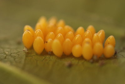 Ponte de coccinelle - Laying of lady bug