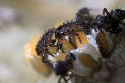 Eclosion des larves de coccinelle - Hatching of lady bug's larva