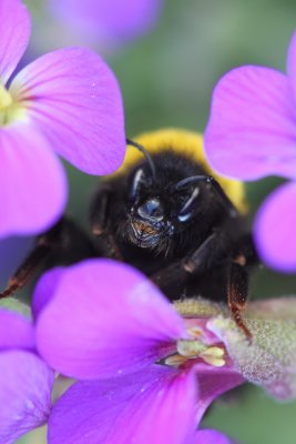 Tte de bourdon -  Face of bumblebee