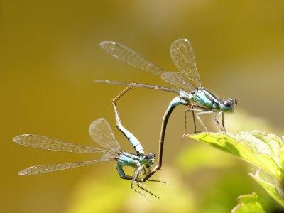 Accouplement de demoiselles _ Agrion mating