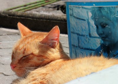 Le petit chat pot de colle