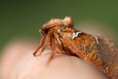 Cette noctuelle du pin (triodia sylvina) est venue s'installer  sur mon doigt  This moth is staying a few minutes on my finger  