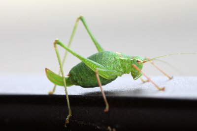 Barbitiste des bois (Barbitistes Serricauda)