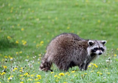 ROCKY RACOON