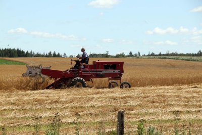 MENNONITE  FARMER