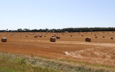 AFTER THE HARVEST
