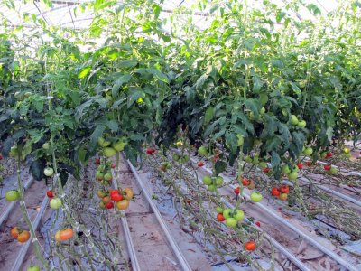 HOTHOUSE TOMATOES