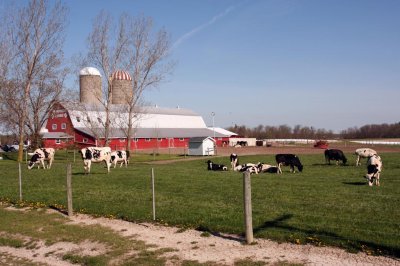 COWS IN THE FIELD