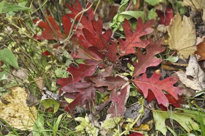 THE MIGHTY OAK TREE LEAVE