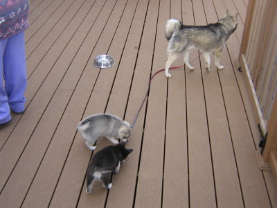 January 2008 Three Litters - 9 pups - Meet&Play