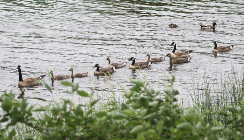 2011 06 24_LASALLE_0154--FAMILLE--900.jpg