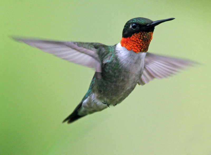 2011 07 01_MARIELLE_0832--COLIBRI--900.jpg