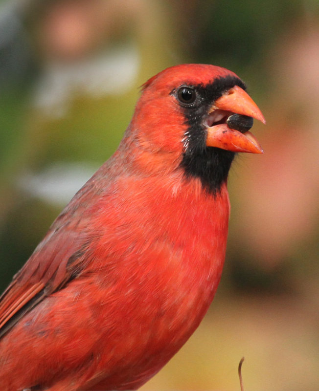 maison-bouch--_2011 10 12_0052--cardinal--900.jpg