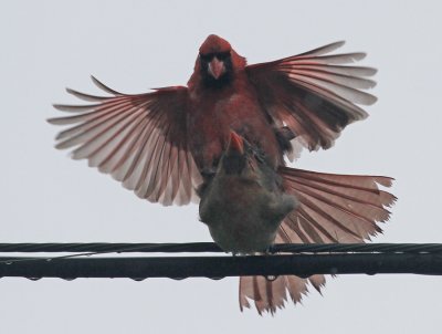 Dans ma cour-_2011 05 28_0107--en couple-900.jpg