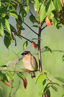 2011 06 20_BALBU_0324_jaseur--900.jpg