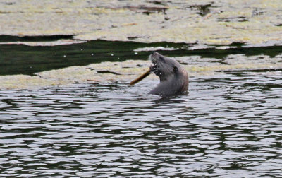 2011 07 12_CAPE COD_0531 51--LOUTRE-900.jpg