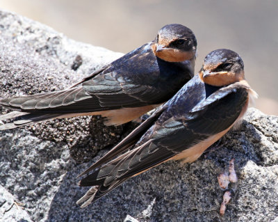 2011 07 14_CAPE COD_1740-2 hirondelles--900.jpg