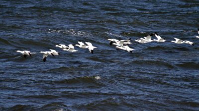 2011 09 17_RIMOUSKI_3689--oies blanches-900.jpg