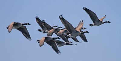 2011 09 19_RIMOUSKI-_5019--BERNACHES-900.jpg